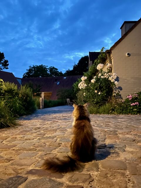 Kat op tuinpad bij nacht bij vakantiewoningen Nachtegael in Kluisbergen